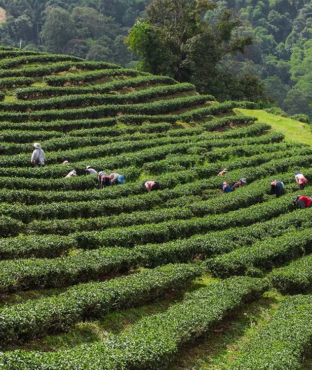Munnar